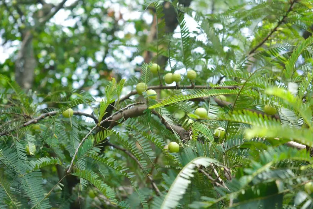 What is Amla (Indian Goosbery)?