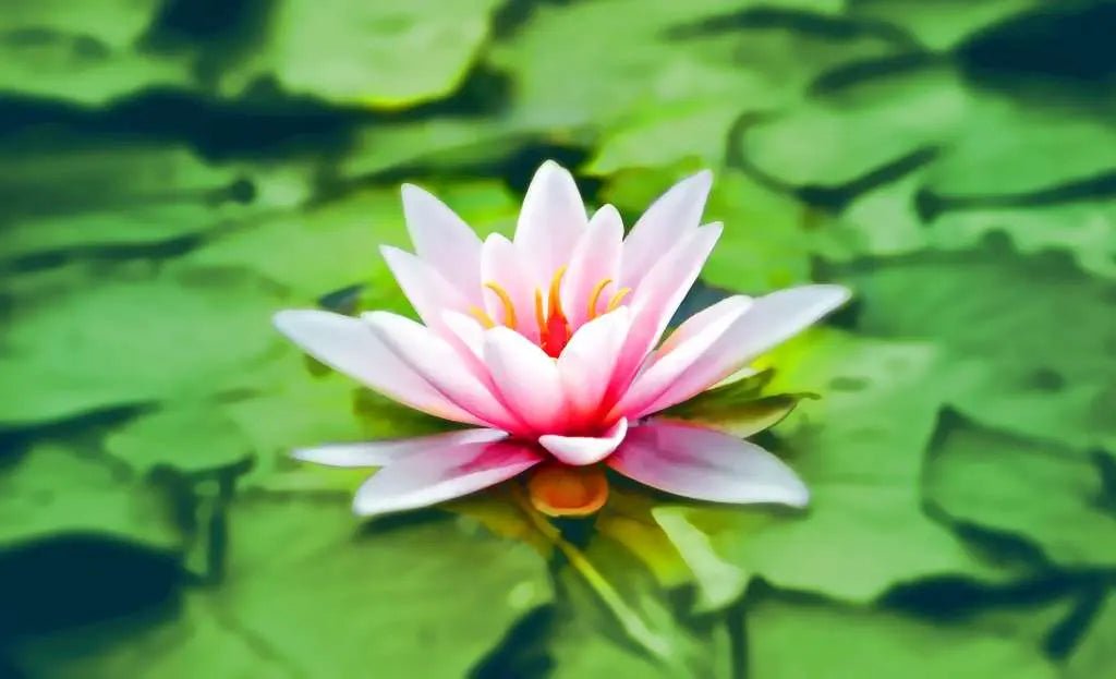 Embracing Ayurveda in Modern Living: A Path to Balance and Well-being