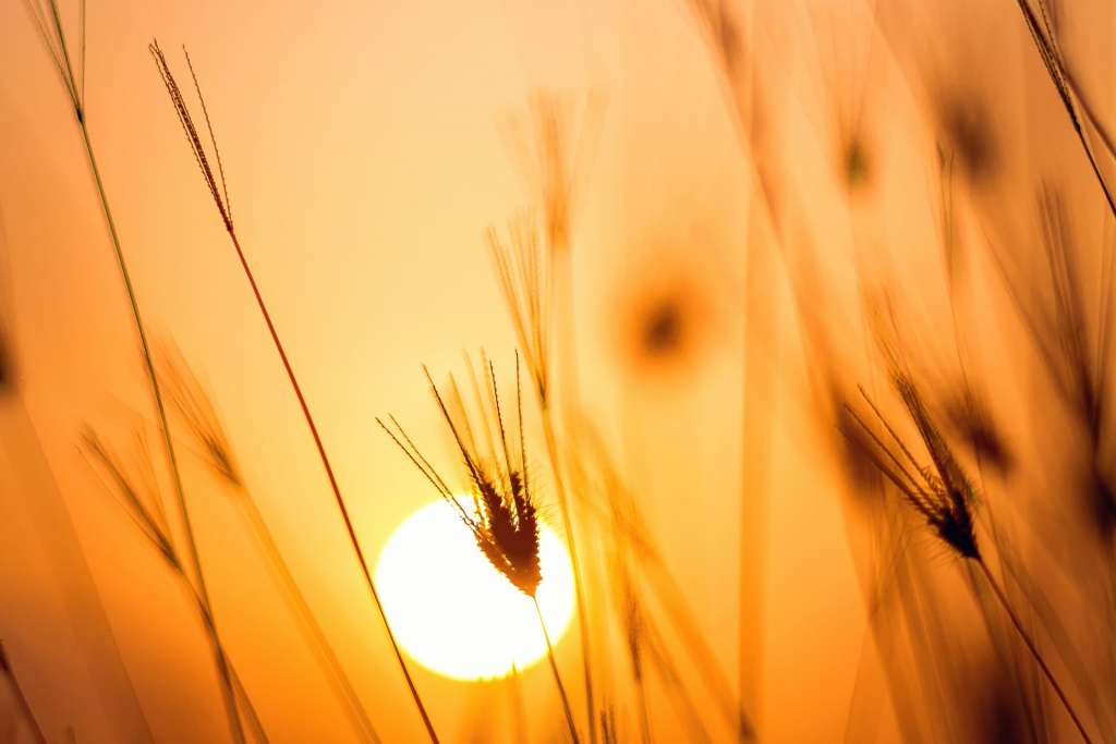 Sun Protection, the Ayurvedic Way