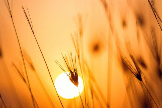 Sun Protection, the Ayurvedic Way