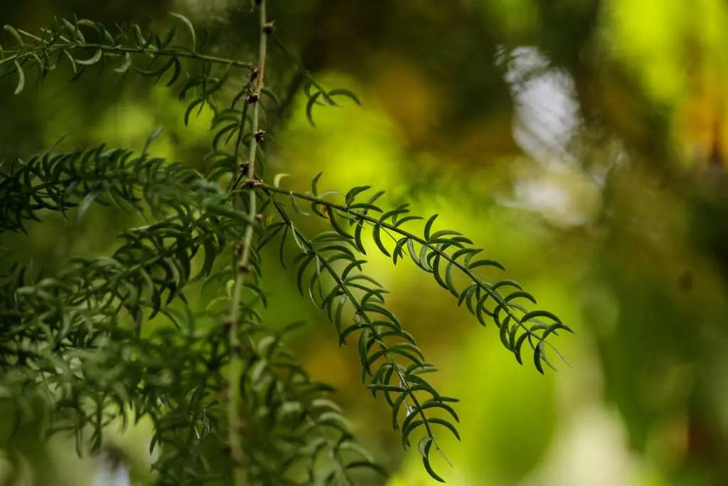 Shatavari –A Women’s Power Herb