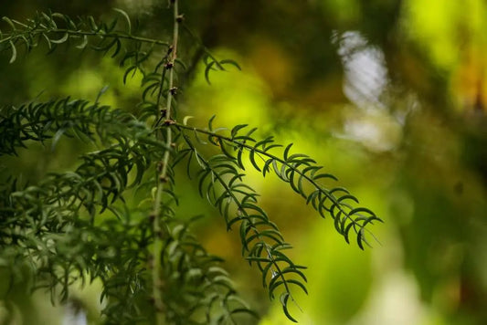 Shatavari –A Women’s Power Herb