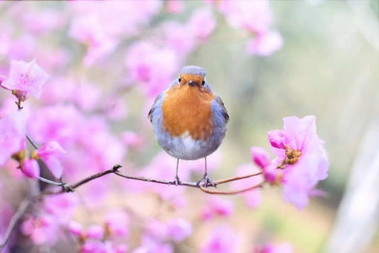 Preparing for Spring